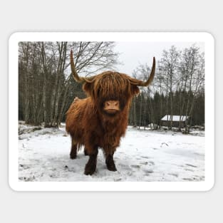 Scottish Highland Cattle Cow 2249 Sticker